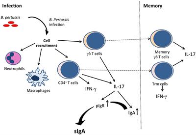 The Role of Mucosal Immunity in Pertussis